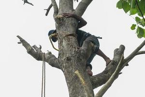 Portrait d'arboriste tenant sur l'arbre avec sa main avec un fond de ciel clair photo