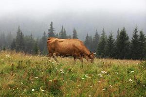 Une vache rouge broute dans une prairie d'été avec des montagnes en arrière-plan photo