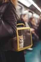 félin banlieusard une chat dans une transporteur sur une occupé métro train ai généré photo