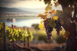 romantique vue de une vignoble avec les raisins et vignes ai généré photo