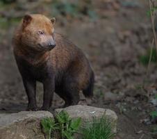 portrait de chien de brousse photo