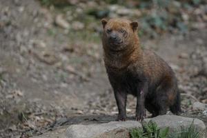 portrait de chien de brousse photo