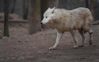 portrait de loup arctique photo