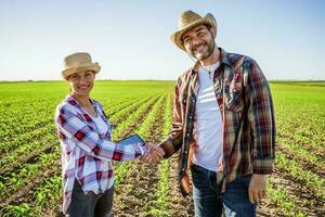 homme et femme sont travail ensemble dans Partenariat. elles ou ils sont cultiver maïs. photo