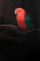 perroquet roi australien