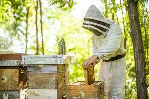 apiculteur est examiner le sien ruches dans forêt. apiculture professionnel profession. photo