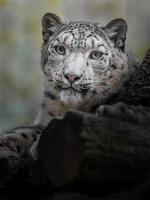 léopard des neiges irbis photo