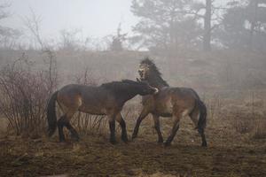 exmoor poneys dans le brouillard photo