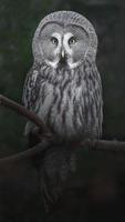 grand hibou gris photo