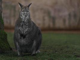 wallaby à cou rouge photo