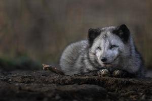 portrait de renard arctique photo