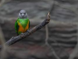 Portrait de perroquet du Sénégal photo