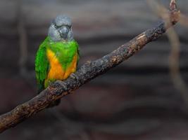 Portrait de perroquet du Sénégal photo