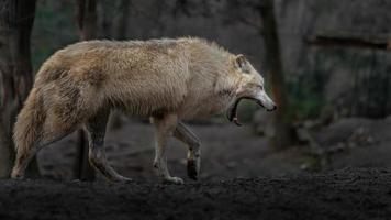 portrait de loup arctique photo