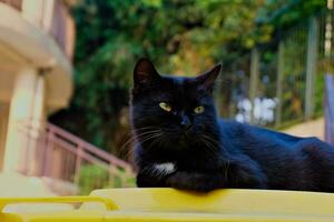 un adorable noir chat est séance dans le Cour photo