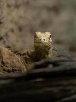 iguane cubain photo