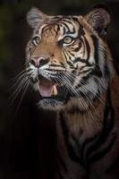 portrait de tigre de sumatran photo