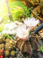 blanc fleur cactus dans plein Floraison en plein air sur une ensoleillé journée photo