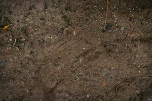 sec brindilles sur le sol. petit branche chutes sur le foncé marron sol. photo