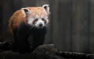 portrait de panda rouge photo