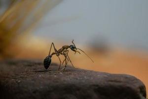 Portrait de myrmecia desertorum photo