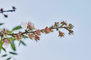 amande fleurs fermer. floraison branches de un amande arbre dans un verger. prunus dulcis, prunus amygdale, amande fleur dans Floraison photo