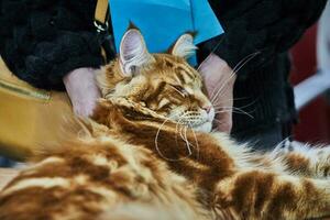 Maine nègre est originaire de race de américain chats, caractérisé par grand Taille et impressionnant corps poids photo