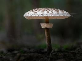 champignon parasol en forêt
