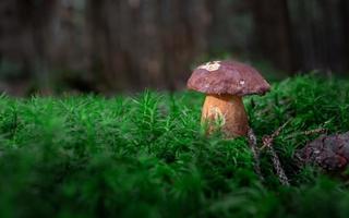 bolet de baie en mousse photo