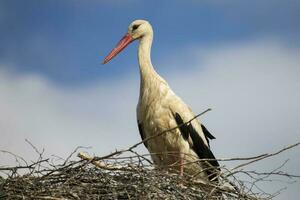 cigogne dans le nid contre le bleu ciel. photo