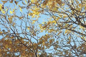 belle forêt d'automne avec des feuilles jaunes