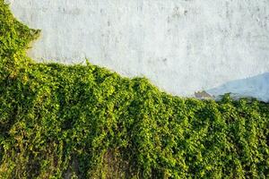 blanc mur et verdure. lierre les plantes vignes. photo