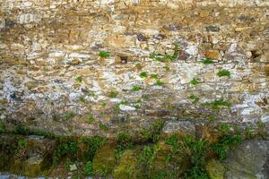 plantation les plantes dans retenant des murs. jardinage dans une sec pierre mur. photo