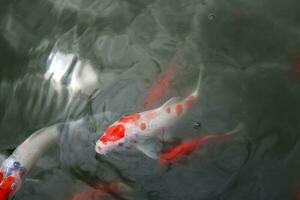 une groupe de koi cyprinus rubrofuscus poisson ouvert leur bouches à manger - Ikan koi photo