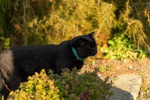 Portrait d'un chat noir sur le fond de la végétation dans le jardin photo