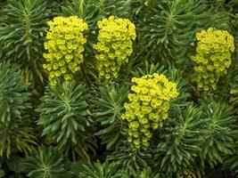 euphorbia plante fleurs et feuilles dans un jardin photo