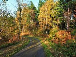 chemin à travers un bois au soleil d'automne photo