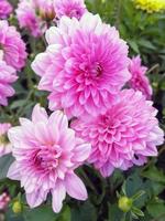 Belles fleurs de dahlia double rose dans un jardin photo