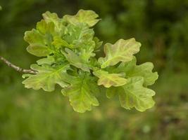 feuilles de chêne fraîches sur une branche d'arbre photo