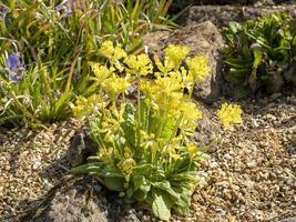 Cowslip primula veris floraison dans un jardin de rocaille photo