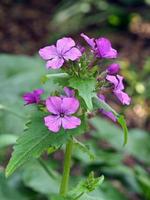 jolies fleurs d'honnêteté annuelle lunaria annua photo