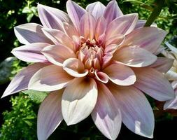 pastel 'café au lait' dahlia Floraison photo