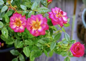 'tu es le un' miniature Rose dans une pot photo