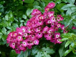 rouge et blanc Rose 'rouge ballerine' dans une chalet jardin photo