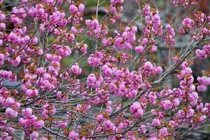 Japonais floraison cerise, prunus serrulata, dans printemps photo