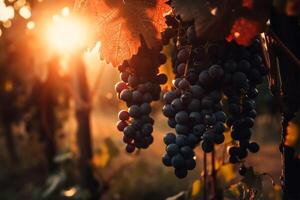 une bouquet de grain de raisin sont pendaison de une vigne dans une vignoble à le coucher du soleil lumière. ai génératif photo