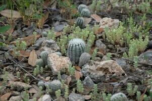 le hérisson cactus aime à grandir dans une rocheux environnement. photo