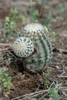 une hérisson cactus croissance dans le Texas colline pays. photo