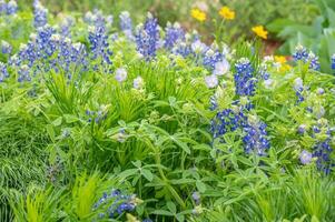 beau, brillant fleurs dans nuances de bleu croissance dans une Texas printemps jardin. photo