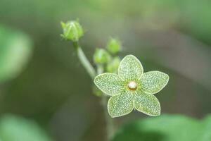 fermer de une épanouissement perle asclépiade plante avec certains fleur bourgeons dans le Contexte. photo